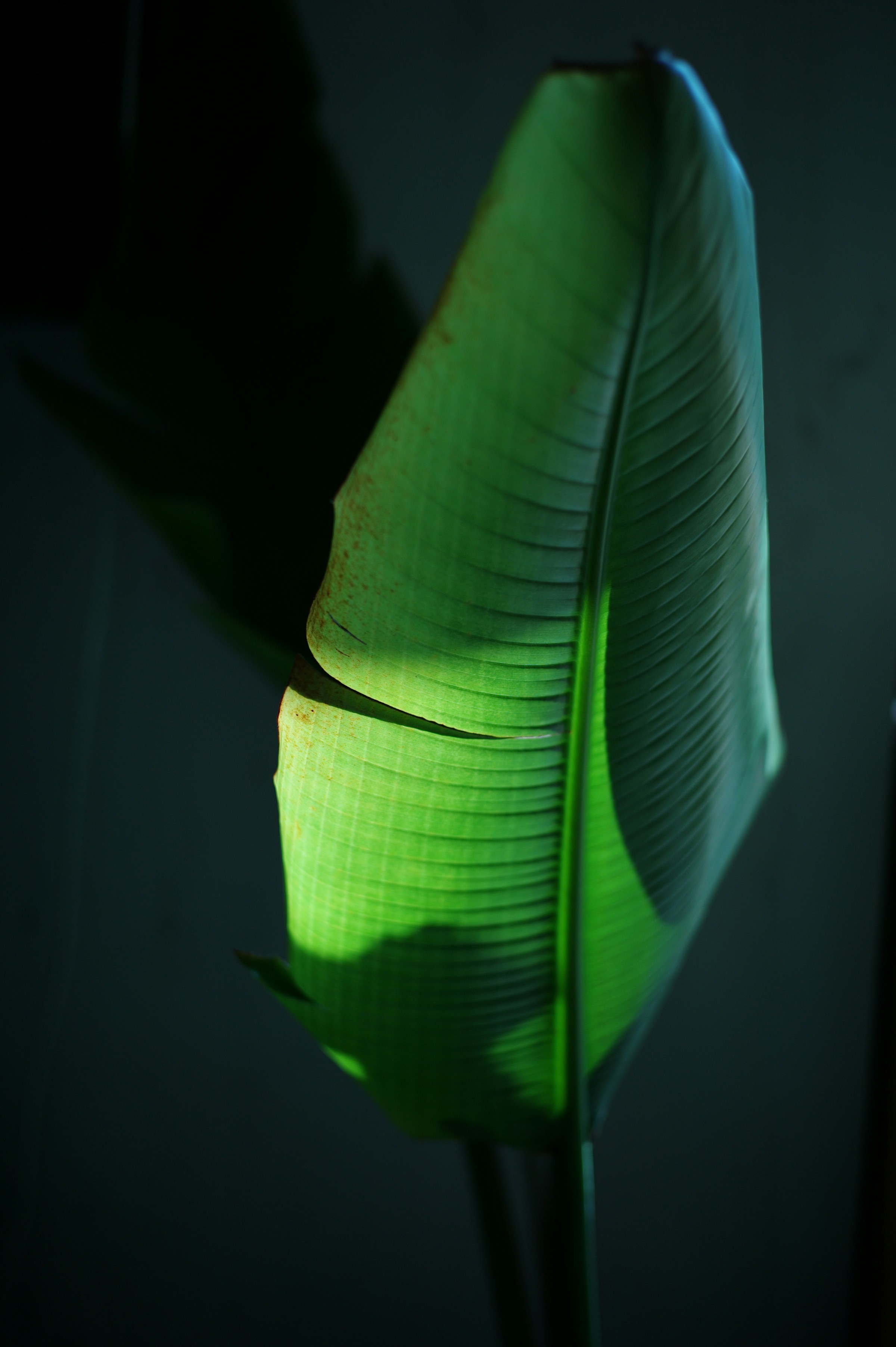 A single green leaf lit against a dark background — reflecting CMS's values: clarity, integrity, growth